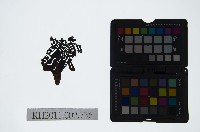 藏品(皮影戲偶頭-武淨)的圖片