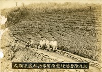 藏品(大樹庄鳳梨指導員指定經營者陳進生)的圖片
