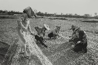 藏品()的圖片