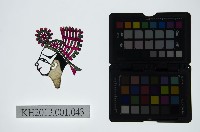 藏品(皮影戲偶頭-生)的圖片