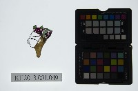 藏品(皮影戲偶頭-生)的圖片