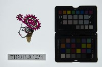 藏品(皮影戲偶頭-生)的圖片