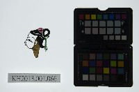 藏品(皮影戲偶頭-旦)的圖片