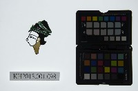 藏品(皮影戲偶頭-旦)的圖片