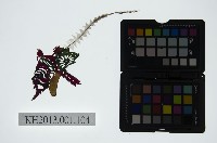 藏品(皮影戲偶頭-淨)的圖片