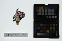 藏品(皮影戲偶頭-末)的圖片