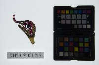 藏品(皮影戲偶頭-雜)的圖片