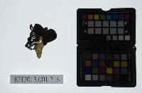 藏品(皮影戲偶頭-雜)的圖片