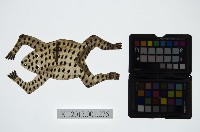藏品(皮影戲動物偶-斑點青蛙)的圖片