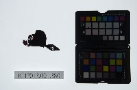 藏品(皮影戲戲帽-烏紗帽)的圖片