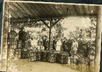 藏品(旗山香蕉)的圖片