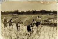 藏品(美濃地區婦女除草照片)的圖片