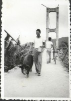 藏品(牽豬哥)的圖片