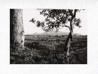 藏品(台19甲阿蓮岡山間水果牛車隊)的圖片