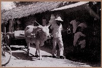 藏品(牽牛車)的圖片