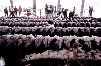 藏品(東港鮪魚)的圖片