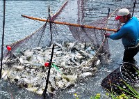 藏品(捕撈魚)的圖片