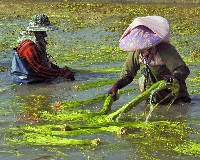 藏品(美濃撈野蓮)的圖片