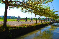 藏品(單車消遙遊)的圖片