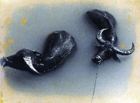 藏品()的圖片
