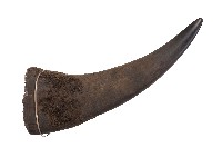 藏品(南非德班姊妹市犀牛角Durban rhinoceros horn, South Africa)的圖片