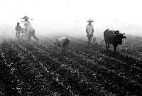 藏品(犁田)的圖片