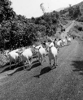 藏品(羊群)的圖片