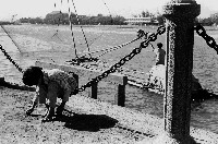 藏品(愛河風光)的圖片