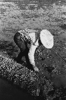 藏品(插秧的農婦)的圖片