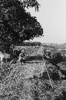 藏品(蹲坐在竹林下的農人)的圖片