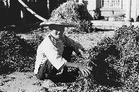 藏品(整理曬乾農作物的農人)的圖片