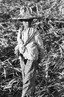 藏品(在甘蔗田裡的女童-2)的圖片