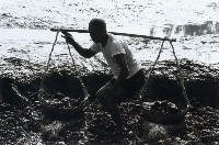 藏品(高雄鄉間農作景象-1)的圖片