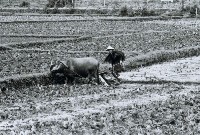 藏品(高雄鄉間農作景象-10)的圖片