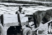 藏品(高雄鄉間農作景象-13)的圖片