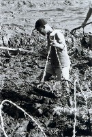 藏品(高雄鄉間農作景象-15)的圖片