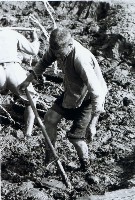 藏品(高雄鄉間農作景象-16)的圖片