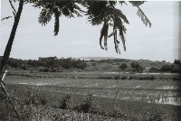 藏品(高雄鄉間農作景象-18)的圖片