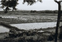 藏品(高雄鄉間農作景象-19)的圖片