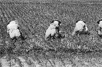 藏品(高雄鄉間農作景象-24)的圖片