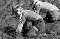 藏品(高雄鄉間農作景象-26)的圖片