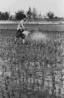 藏品(高雄鄉間農作景象-28)的圖片