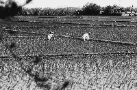 藏品(高雄鄉間農作景象-29)的圖片