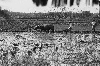 藏品(高雄鄉間農作景象-31)的圖片