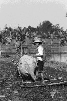 藏品(高雄鄉間農作景象-34)的圖片