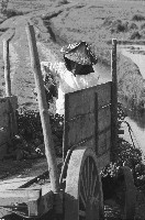 藏品(高雄鄉間農作景象-37)的圖片