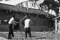 藏品(曬乾農作物)的圖片