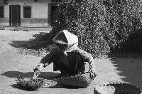 藏品(整理豆類植物)的圖片