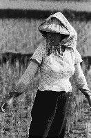 藏品(高雄鄉間農作景象-38)的圖片