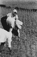 藏品(高雄鄉間農作景象-40)的圖片